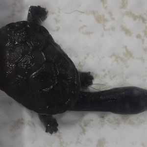 Chelodina rugosa - juvenile