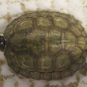 Rhinoclemmys areolata