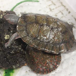 Rhinoclemmys pulcherrima incisa