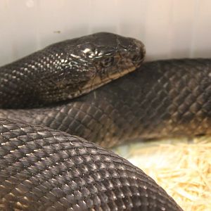 Black pine snake - Pituophis melanoleucus lodingii