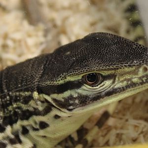 Varanus panoptes horni