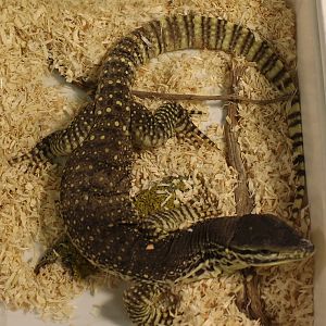 Varanus panoptes horni