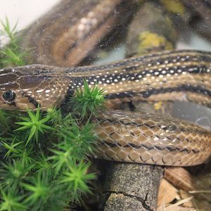 Javan keelback watersnake - Fowlea ( Xenochrophis ) melanzostus