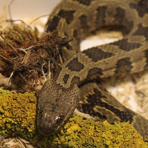 Brown watersnake - Nerodia taxispilota