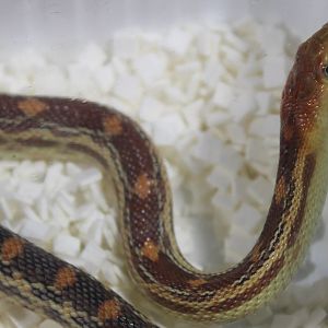 Pituophis vertebralis