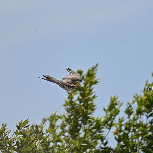 Lanner Falcon Falco biarmicus