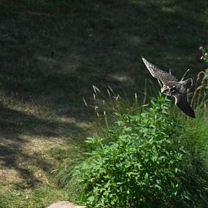 Lanner Falcon Falco biarmicus