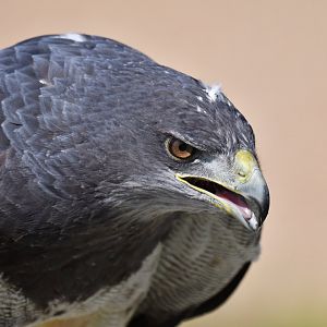 Black-chested Buzzard-Eagle Geranoaetus melanoleucus