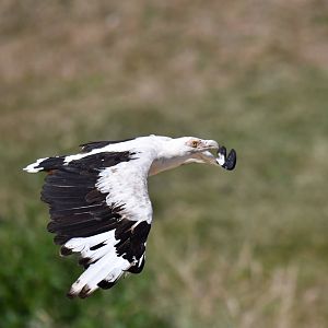 Palm-nut Vulture Gypohierax angolensis