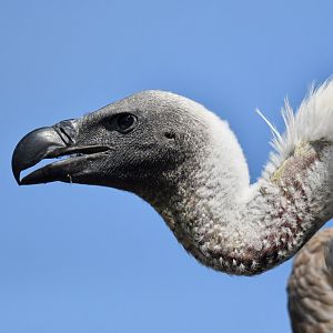White-backed Vulture Gyps africanus