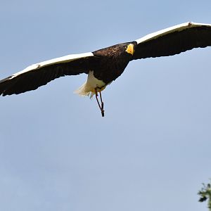 Steller's Sea-Eagle Haliaeetus pelagicus