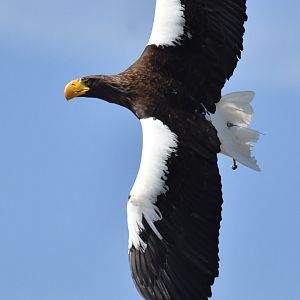 Steller's Sea-Eagle Haliaeetus pelagicus