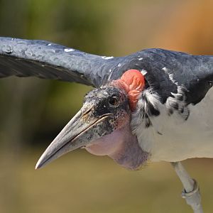 Marabou Stork Leptoptilos crumenifer