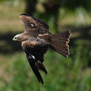 Black Kite Milvus migrans