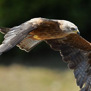 Black Kite Milvus migrans