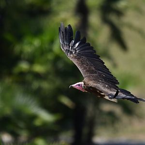 Hooded vulture Necrosyrtes monachus