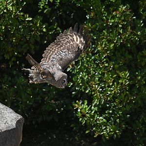 Great Grey Owl Strix nebulosa