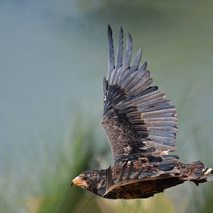 Bateleur Terathopius ecaudatus