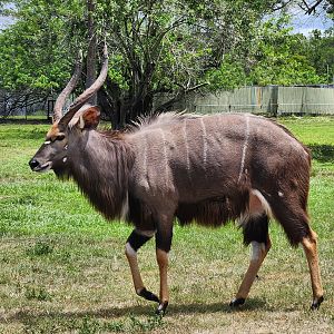 Lion Country Safari (2023) - Nyala
