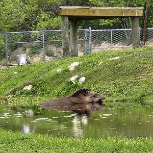 Lion Country Safari (2023) - Amy the tapir