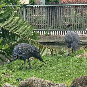 Lion Country Safari (2023) - Vulturine Guineafowl