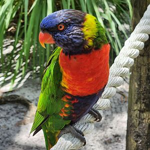 Lion Country Safari (2023) - Rainbow Lorikeet