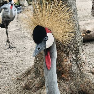 Lion Country Safari (2023) - Gray Crowned Crane