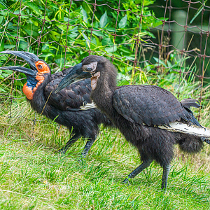 Adult and juvenile Southern Ground Hornbill