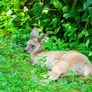 Howie the male joey Western Grey Kangaroo