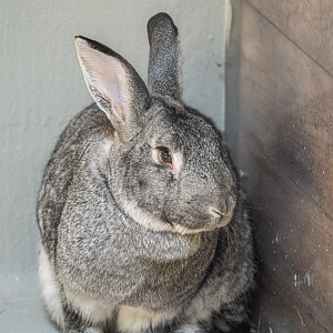 Gandalf the male Flemish Giant Rabbit