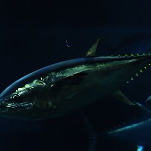 Pacific bluefin tuna