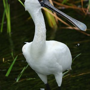 Black-faced spoonbill