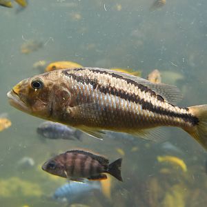 Aristochromis christyi