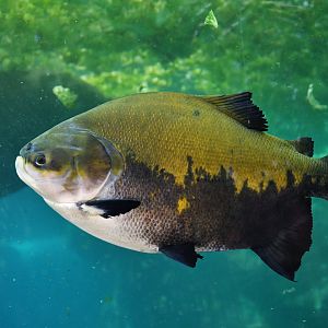 Colossoma macropomum