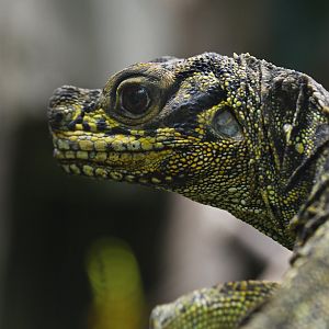 Hydrosaurus pustulatus