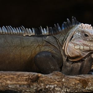 Iguana delicatissima