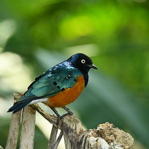Superb starling Lamprotornis superbus
