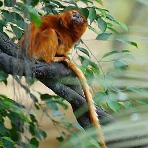 Golden Lion Tamarin (Leontopithecus rosalia)