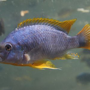 Unknown cichlid
