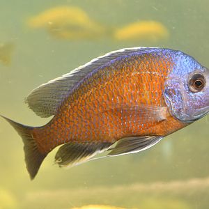 Unknown cichlid