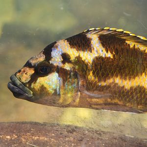 Unknown cichlid