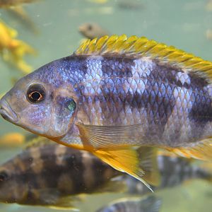 Unknown cichlid