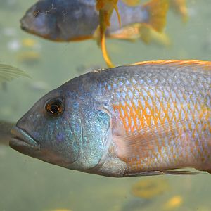 Unknown cichlid