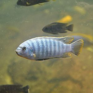 Unknown cichlid