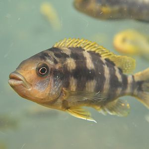 Unknown cichlid