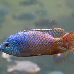 Unknown cichlid