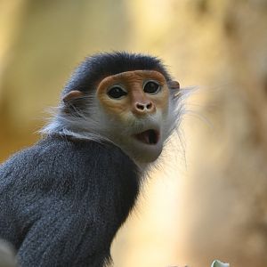 Red-shanked douc (Pygathrix nemaeus)