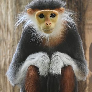 Red-shanked douc (Pygathrix nemaeus)