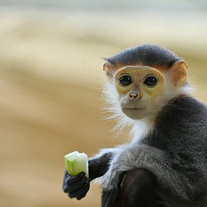 Red-shanked douc (Pygathrix nemaeus)