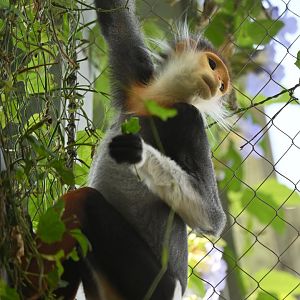 Red-shanked douc (Pygathrix nemaeus)